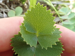 Gingidia grisea