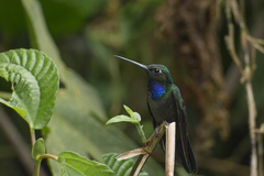 Campylopterus villaviscensio