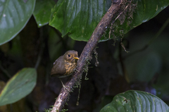 Grallaricula flavirostris