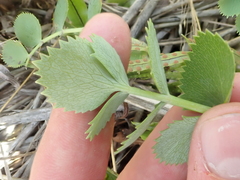 Gingidia grisea