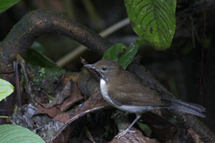 Turdus albicollis
