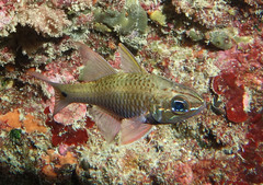 Ostorhinchus norfolcensis