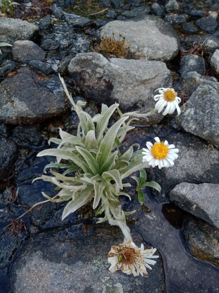 Silky Snow-daisy