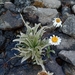 Celmisia sericophylla - Photo (c) Nina Kerr,  זכויות יוצרים חלקיות (CC BY), הועלה על ידי Nina Kerr