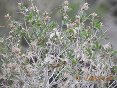 Salvia greatae