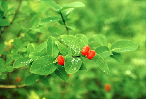 Chamisso's honeysuckle (Lonicera chamissoi)