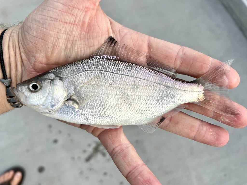 Spotfin surfperch (Hyperprosopon anale) — Embiotocidae