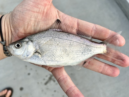 Spotfin surfperch (Hyperprosopon anale) — Embiotocidae