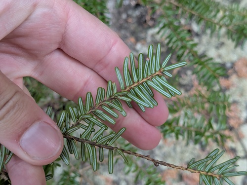 Hemlock Tree
