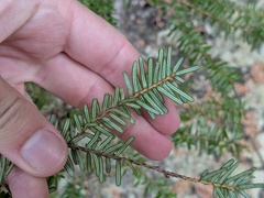 Tsuga sieboldii, photograph (c) Joseph Aubert, some rights reserved (CC BY)