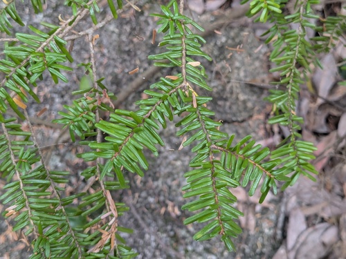 Tsuga sieboldii, photograph 6