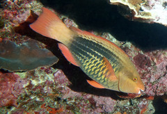 Bridled Parrotfish photo 2