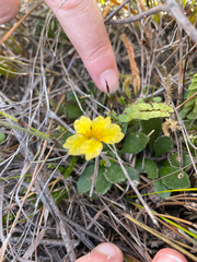 (c) goblyn, some rights reserved (CC BY) Goodenia lanata, photograph (c) goblyn, some rights reserved (CC BY)