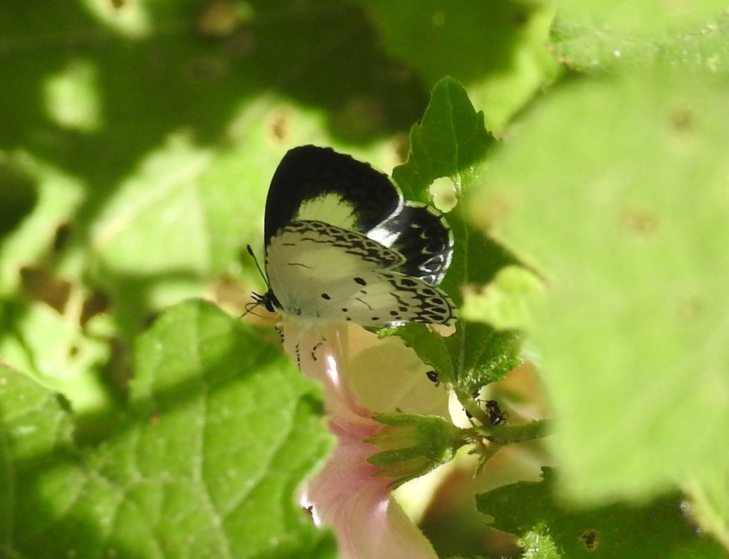 Sancterila hermarchus