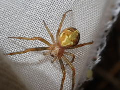 Novaranea queribunda