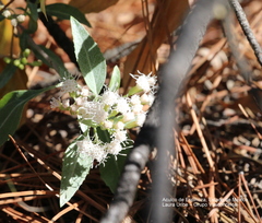 Ageratina glabrata