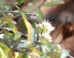 Ageratina glabrata