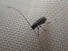 Euciodes suturalis