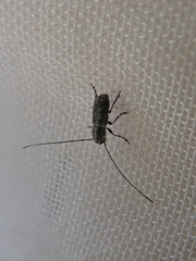 Euciodes suturalis