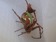 Novaranea queribunda