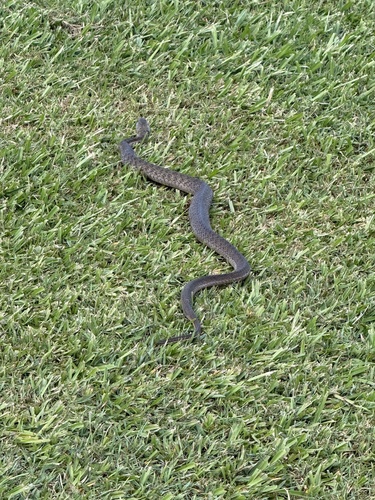 Common keelback sighting