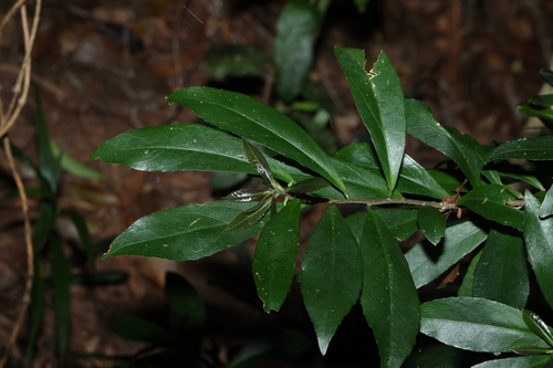 Symplocos harroldii (Symplocos harroldii)