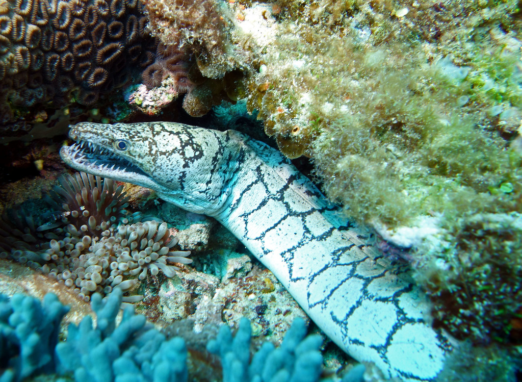 Mozaiek-murene (Enchelycore ramosa) — Muraenidae