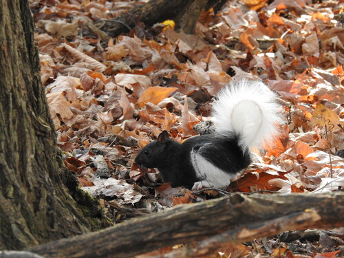 Eastern Gray Squirrel photographed in Ohio