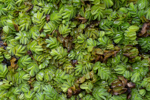 Salvinia molesta observed 2025-05-08