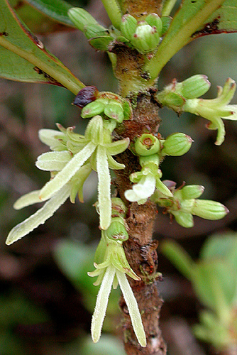 Coprosma ochracea