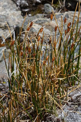 Marsippospermum gracile