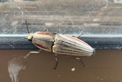 Chalcolepidius erythroloma