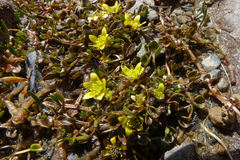Ranunculus maculatus