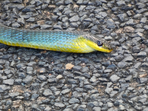 Common Tree Snake sighting