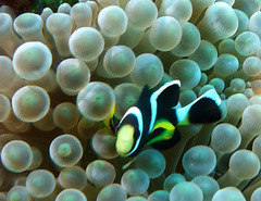 Amphiprion mccullochi