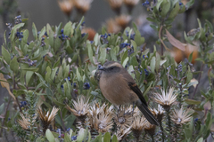 Ochthoeca fumicolor