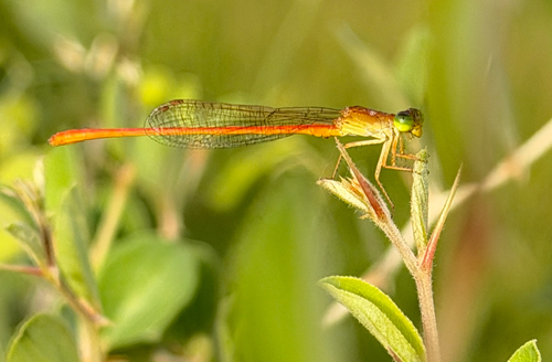 Common Citril