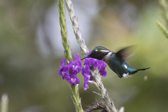 Chaetocercus heliodor