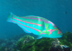 Surge Wrasse photo 5