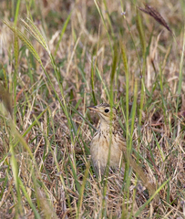 Anthus spragueii