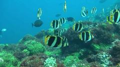 Chaetodon tricinctus