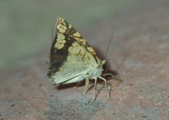 Nematocampa