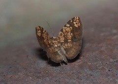 Nematocampa