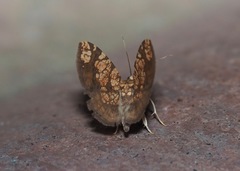 Nematocampa