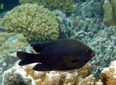 Neoglyphidodon polyacanthus