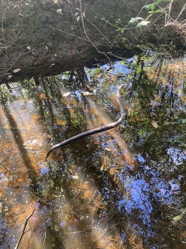 Red-bellied Black Snake sighting