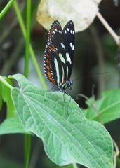 Heliconius atthis