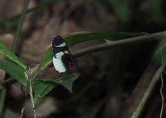 Heliconius eleuchia