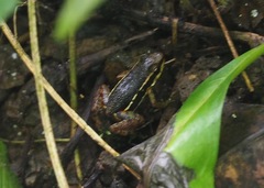 Epipedobates machalilla