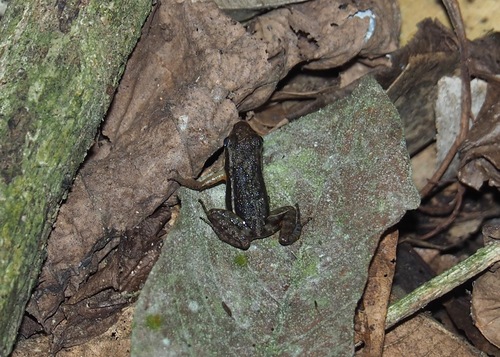 Chimbo Rocket Frog